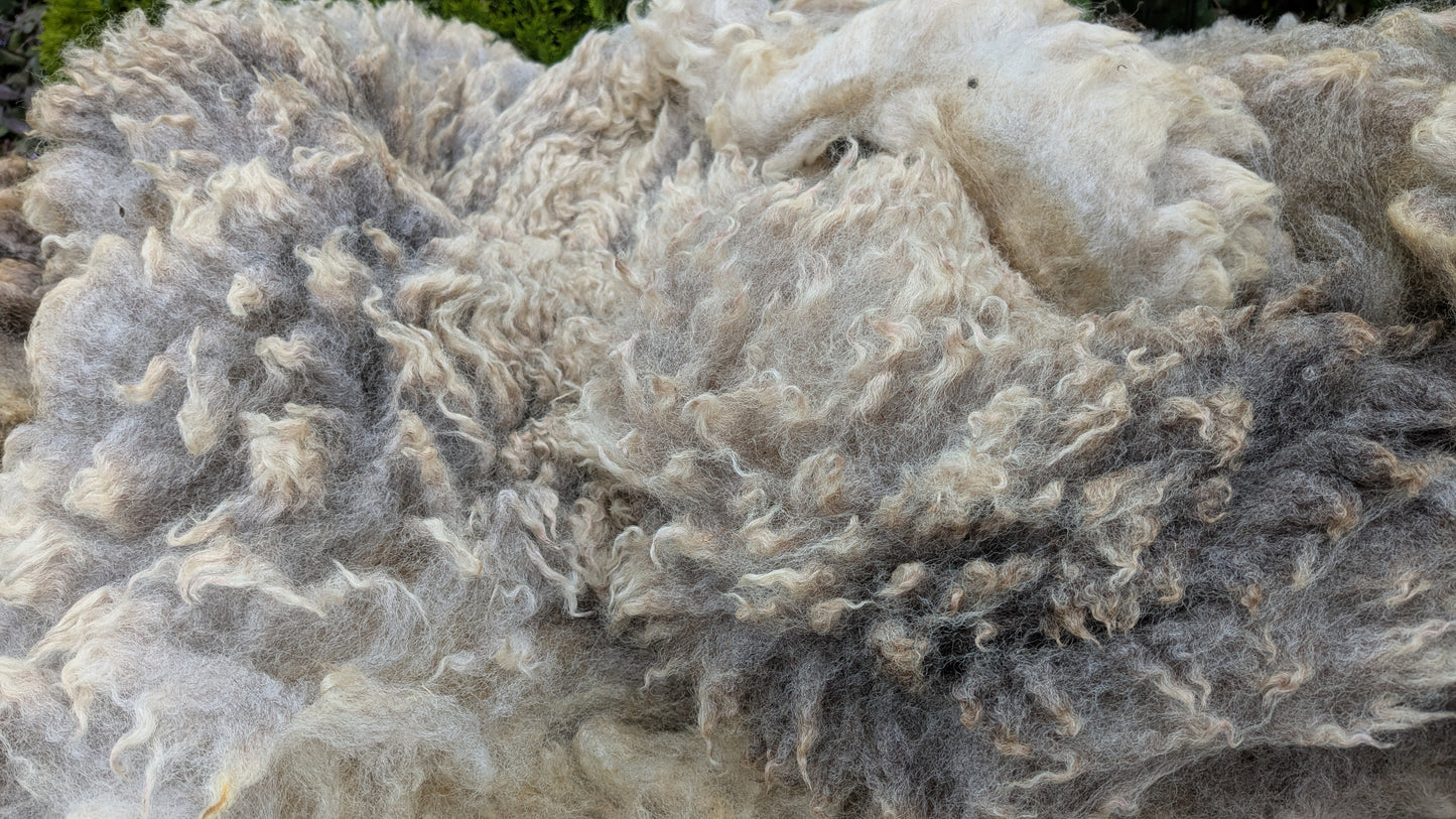 Needle felt 3d seal workshop Saturday 21st March