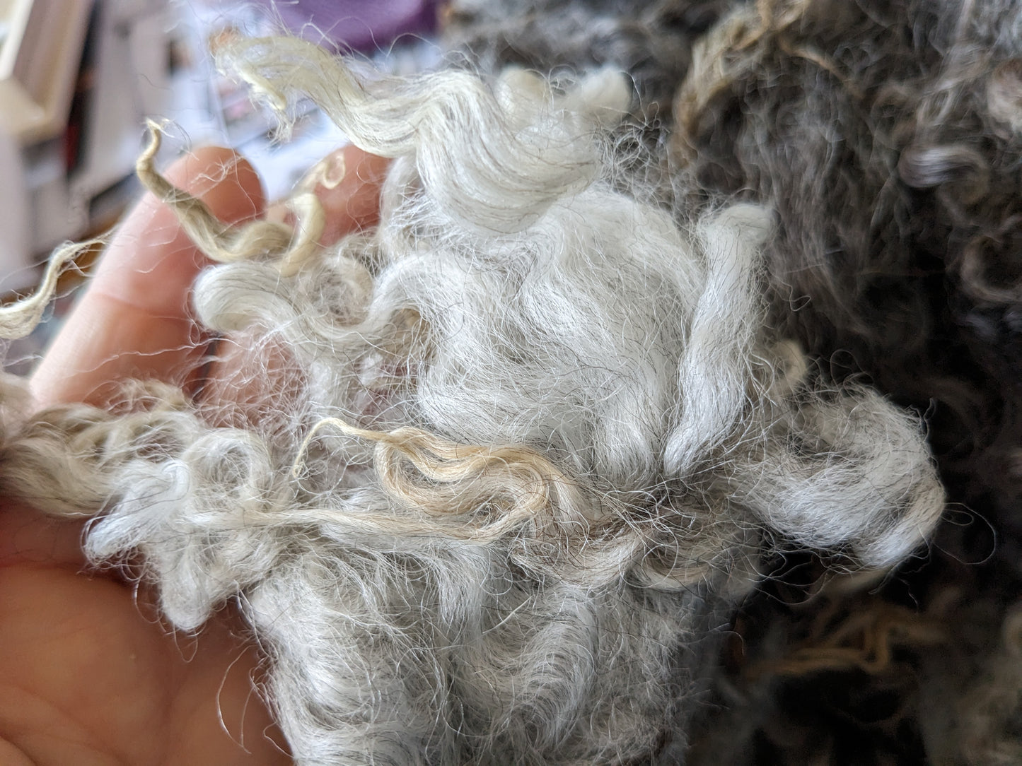 200g hand washed natural fleece, mix of textures and shades of a beautiful Gotland X fleece